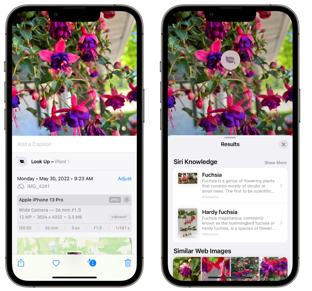 张沟镇苹果手机维修分享小技巧：使用 iPhone 相机识别花卉植物 